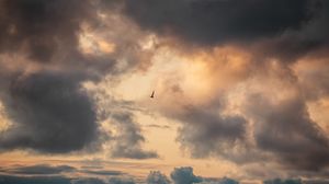 Preview wallpaper bird, clouds, sky