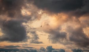 Preview wallpaper bird, clouds, sky