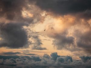 Preview wallpaper bird, clouds, sky