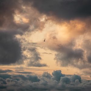 Preview wallpaper bird, clouds, sky