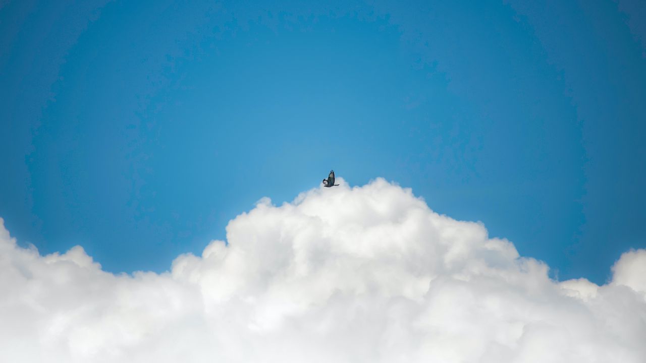 Wallpaper bird, clouds, sky, flight
