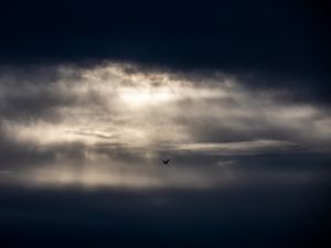 Preview wallpaper bird, clouds, sky, dark, minimalism