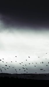 Preview wallpaper bird, clouds, tree, bw, dark