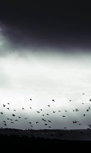 Preview wallpaper bird, clouds, tree, bw, dark