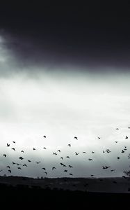 Preview wallpaper bird, clouds, tree, bw, dark