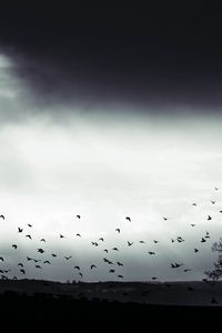 Preview wallpaper bird, clouds, tree, bw, dark
