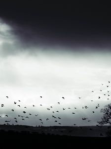 Preview wallpaper bird, clouds, tree, bw, dark