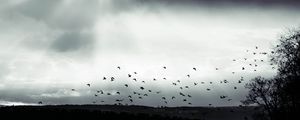 Preview wallpaper bird, clouds, tree, bw, dark