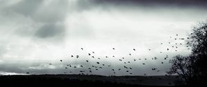 Preview wallpaper bird, clouds, tree, bw, dark