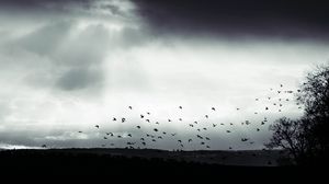 Preview wallpaper bird, clouds, tree, bw, dark