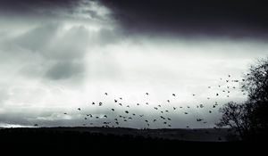 Preview wallpaper bird, clouds, tree, bw, dark