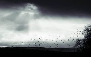 Preview wallpaper bird, clouds, tree, bw, dark
