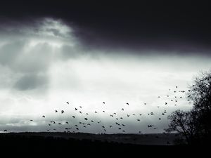 Preview wallpaper bird, clouds, tree, bw, dark