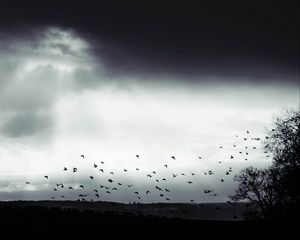 Preview wallpaper bird, clouds, tree, bw, dark