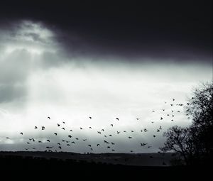 Preview wallpaper bird, clouds, tree, bw, dark