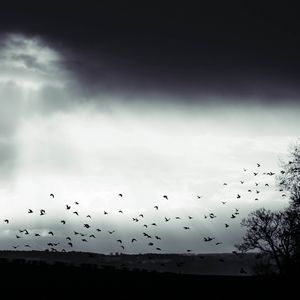 Preview wallpaper bird, clouds, tree, bw, dark