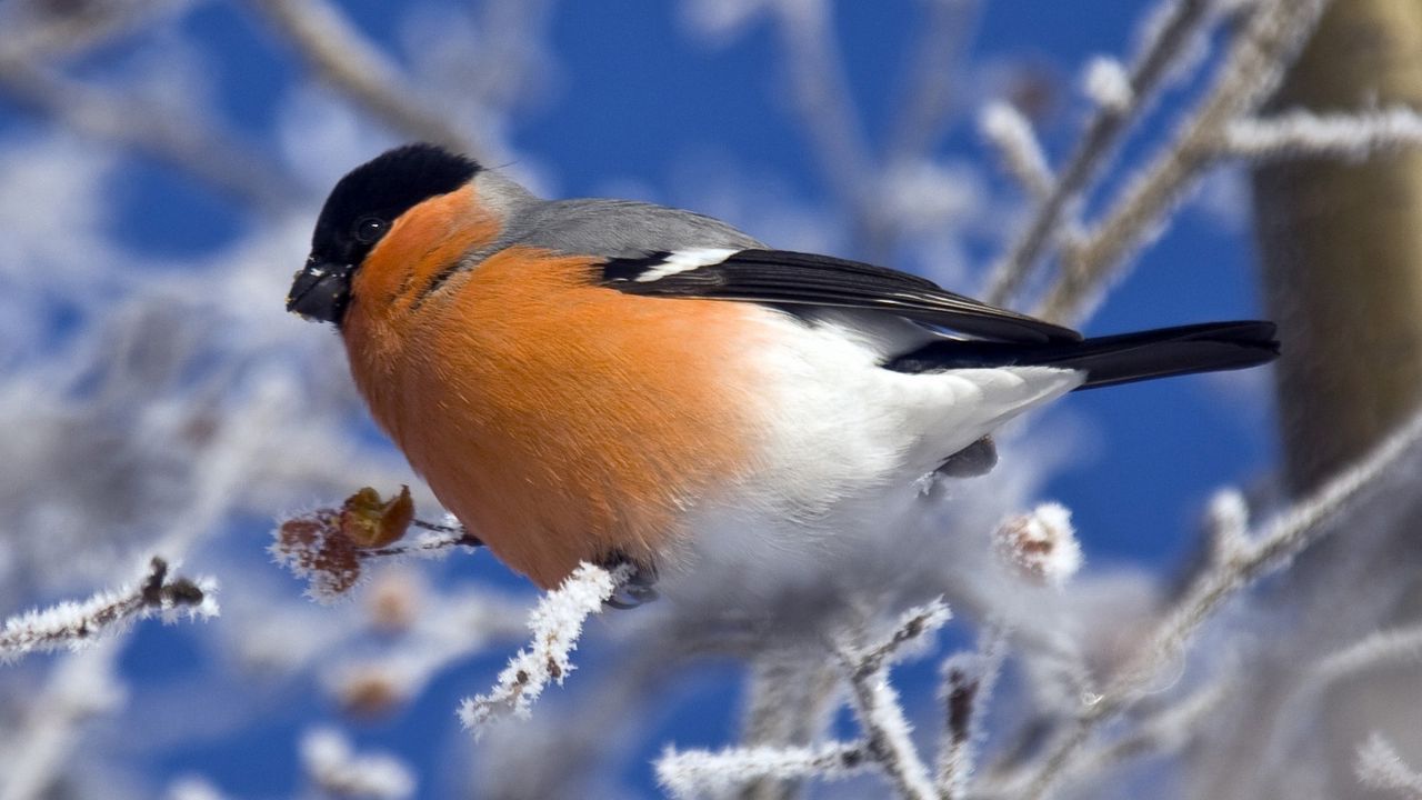 Wallpaper bird, color, branch, sit