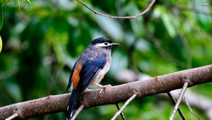 Preview wallpaper bird, color, branch, sit