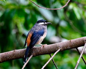 Preview wallpaper bird, color, branch, sit