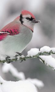 Preview wallpaper bird, color, crest, branch, winter