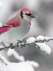 Preview wallpaper bird, color, crest, branch, winter