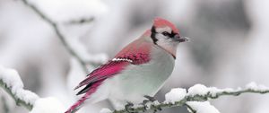 Preview wallpaper bird, color, crest, branch, winter