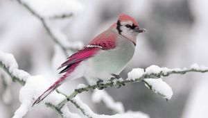 Preview wallpaper bird, color, crest, branch, winter