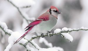 Preview wallpaper bird, color, crest, branch, winter