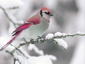 Preview wallpaper bird, color, crest, branch, winter
