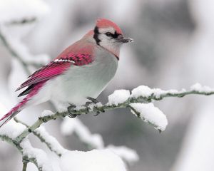 Preview wallpaper bird, color, crest, branch, winter