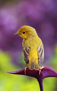 Preview wallpaper bird, color, grass, glare, sit