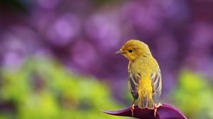 Preview wallpaper bird, color, grass, glare, sit