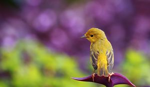 Preview wallpaper bird, color, grass, glare, sit