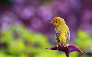 Preview wallpaper bird, color, grass, glare, sit