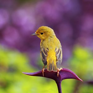 Preview wallpaper bird, color, grass, glare, sit