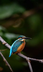 Preview wallpaper bird, colorful, branch, wildlife