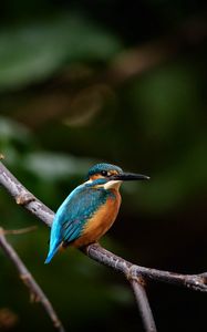 Preview wallpaper bird, colorful, branch, wildlife