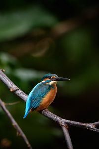 Preview wallpaper bird, colorful, branch, wildlife