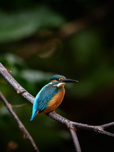 Preview wallpaper bird, colorful, branch, wildlife