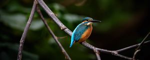 Preview wallpaper bird, colorful, branch, wildlife