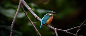 Preview wallpaper bird, colorful, branch, wildlife