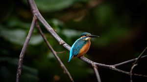 Preview wallpaper bird, colorful, branch, wildlife