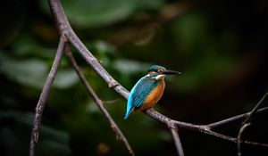 Preview wallpaper bird, colorful, branch, wildlife