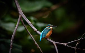 Preview wallpaper bird, colorful, branch, wildlife