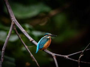 Preview wallpaper bird, colorful, branch, wildlife