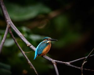Preview wallpaper bird, colorful, branch, wildlife
