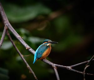 Preview wallpaper bird, colorful, branch, wildlife