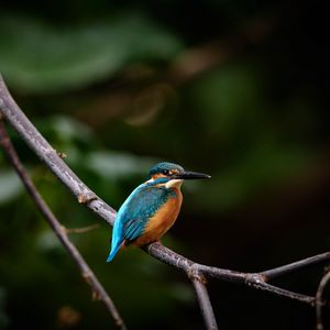 Preview wallpaper bird, colorful, branch, wildlife