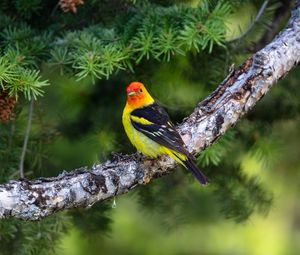 Preview wallpaper bird, colorful, branch, feathers