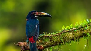 Preview wallpaper bird, colorful, feathers